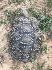 Stigmochelys pardalis
