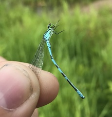 Coenagrion hastulatum