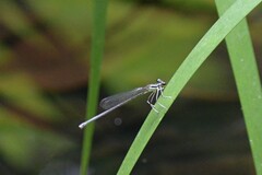 Pseudocopera ciliata