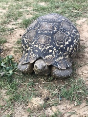 Stigmochelys pardalis