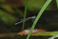 Pseudocopera ciliata