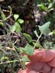 Chenopodium robertianum