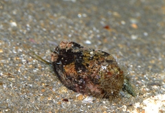 Haliotis tuberculata tuberculata