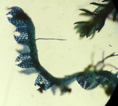 Fuscocephaloziopsis