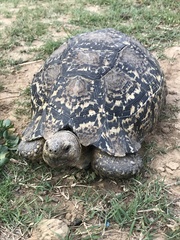 Stigmochelys pardalis