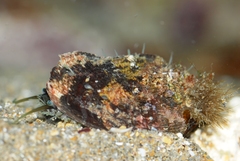 Haliotis tuberculata tuberculata