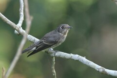 Muscicapa sibirica