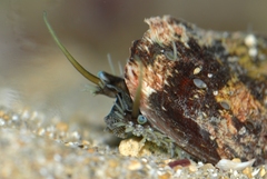 Haliotis tuberculata tuberculata