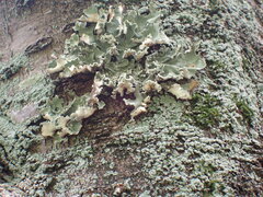 Parmotrema austrosinense