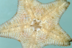 Asterina gibbosa