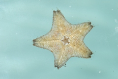 Asterina gibbosa
