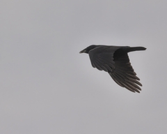Corvus corone