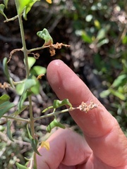 Chenopodium robertianum