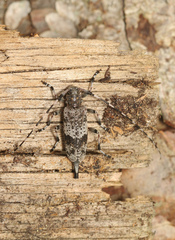 Acanthocinus griseus