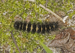 Spilosoma congrua