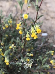 Hermannia diversistipula