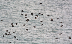 Pyrrhocorax pyrrhocorax