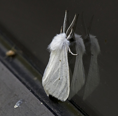 Spilosoma congrua