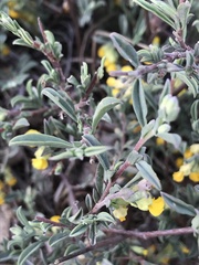 Hermannia diversistipula