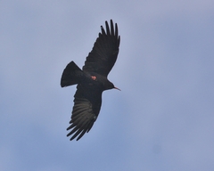 Pyrrhocorax pyrrhocorax