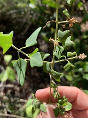 Chenopodium robertianum