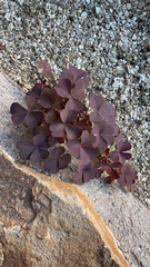 Oxalis stricta rufa