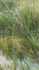 Sporobolus pumilus