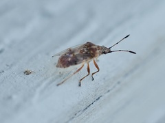 Kleidocerys resedae