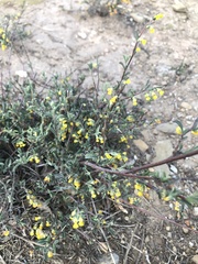 Hermannia diversistipula