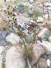 Juncus articulatus