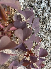 Oxalis stricta rufa