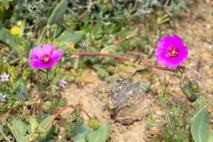 Cistanthe