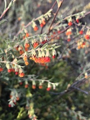 Hermannia diversistipula