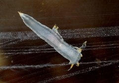 Polycera quadrilineata