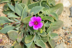Cistanthe