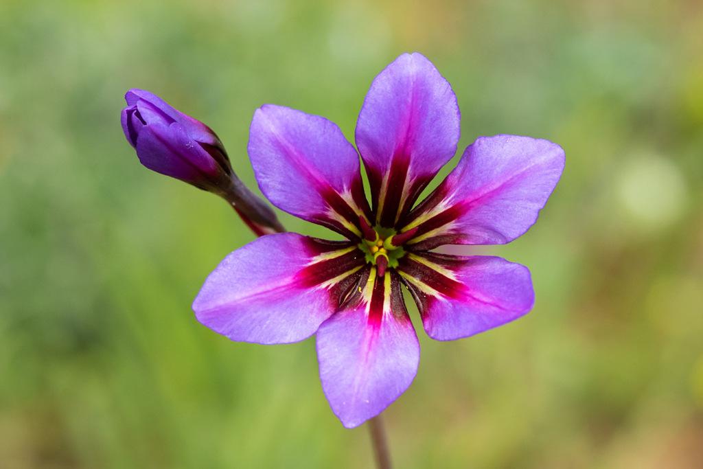 Purple Glory-of-the-sun