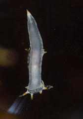 Polycera quadrilineata