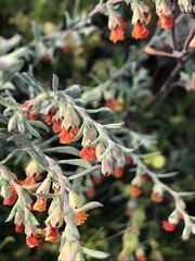 Hermannia diversistipula