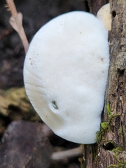 Tyromyces chioneus