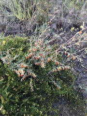 Hermannia diversistipula