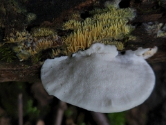 Tyromyces chioneus