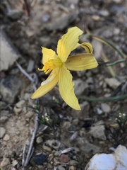 Cyanella lutea