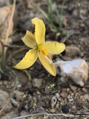 Cyanella lutea