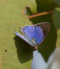 Hemiolaus caeculus