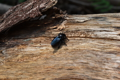 Xylocopa