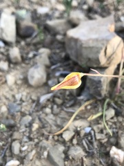 Cyanella lutea