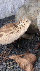 Chlorophyllum brunneum