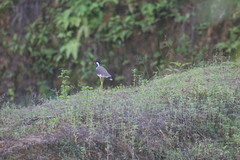 Vanellus indicus