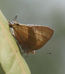 Hemiolaus caeculus
