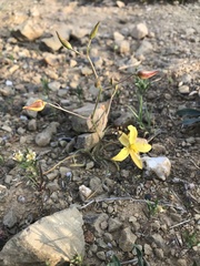 Cyanella lutea